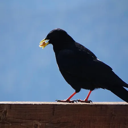 Rifugio Col De Varda *