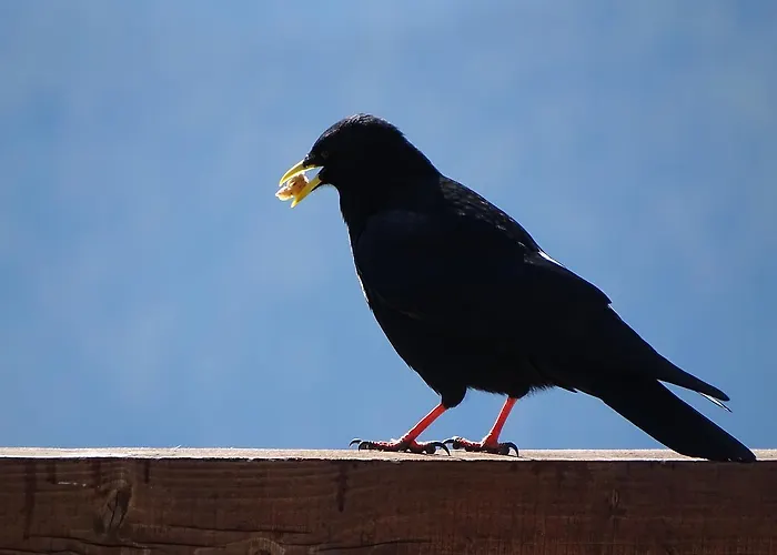 Rifugio Col De Varda *